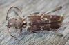 Xylotrechus stebbingi